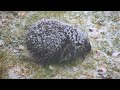 Porcupine Dines