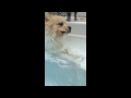 Puppy Brother Enjoying the Water