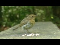 Entertainment for Cats - Tiny Birds and Squirrel Fun