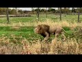 Lions Roaring at the Columbus Zoo