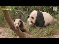 Parenting expert Mommy Panda's Easygoing Everyday Childcare | Everland Panda World 'FuBao'