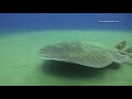 Moray eel attacks underwater cameraman