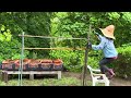 给葡萄树搭架子set up a shelf for the vine #vines #vine #garden