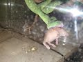 Green Pit Viper feeding