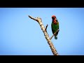 Malabar Barbet (मलबारचा तांबट) 💚💙❤l Tilari Forest l Nikon Coolpix p950