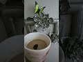 AMAZING COFFEE TRICK I LEARNED TODAY !!!