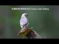灰頭椋鳥(栗尾椋鳥)/Chestnut-tailed Starling