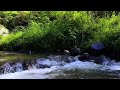 Nature Sounds for Sleeping, Pamper Your Ears, Relax with the Sound of the River, chirping birds