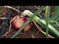 Rain water Harvesting in Kenya