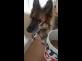 German shepherd Ben wants coffee - funny