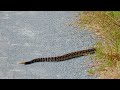 Southern Pacific Rattlesnake