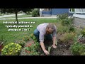 Dividing and Planting Bearded Iris