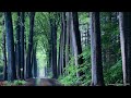 Listen to the rain on forest path to sleep better | Rain sounds [no music] for a relaxing sleep
