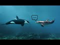 It Needs to Be Seen! This Is What Orcas Do When They Use Drugs Underwater