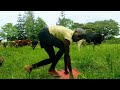 Moo-ving Encounters: Cows See Man Do Strange Yoga Trick