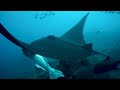 The Ocean 4K (ULTRA HD) - Beautiful Coral Reef Fish - Stress Relief - Nature Sounds, Sleep Music #9