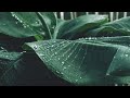 Rain 🌧️ B-roll - calm cinematic
