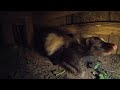 30+ Skunk & Opossum sightings in one night! Cat TV Wild Animal Cam