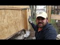 Backyard Chicken DIY feeder for a Coop on Stilts