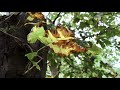 Canon EOS 250D | Autumn clip