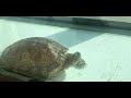 Red Ear Turtle sunbathing ( relaxing video)