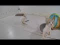 😆 New Funny Cats and Dogs Videos 🐕🐈 Best Funny Animals 2024 🐶🤣