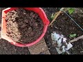 How I applied fertilizer with base dressing on all plants and mulching with homemade compost | UK