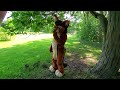 Low Hanging Branches vs Tall Chipmunk