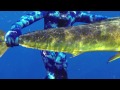 Spearfishing Hawaii Oceanic White tip, Bull Mahi Mahi. (Randy Boisa)