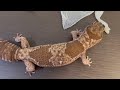 African fat-tailed gecko helping the owner molt