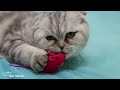 Cute Baby Animals - Playful moments of cats and ducks with soothing, relaxing music