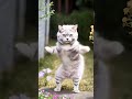 Funny Cat fight#funnycat #funny #shorts