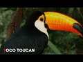 ABC Birds of South America for Children | Learn Alphabet with Names of South America Animals
