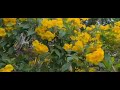 Beautiful Yellow flowers #flowers #yellowflower #amazing #fyp #youtubevedio #satisfying