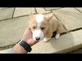 PEMBROKE WELSH CORGI