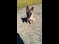 Belgian Malinois obedience at 8 months.