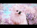Dog Music to go to sleep, Relaxing Music for Dogs, Separation Anxiety Music for dogs