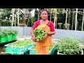 Harvesting Radish Leaves from my Rooftop Garden || बोथोर फैलायबाय खानोसैलाय मुला मैगं