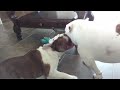 9 week old lilac English bulldog puppy playing with new family