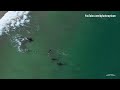 Orcas playing with swimmer at Hahei Beach, New Zealand (Original)