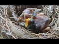 INILAH ANAK BURUNG KEDASIH KECIL SEDANG MENGUSIR ANAK BURUNG KEDASIH LEBIH DEWASA DARI SARANG