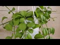 JAERI Vlog #4 / Welcome Pedilanthus to a new family. It's an easy plat to grow.