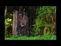 Glencoe's Lyrebirds.mov