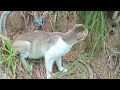 Have you ever seen a cat eat grass when it is hungry?