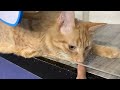 13 minutes of some adoptable cats getting attention
