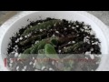 How to Propagate Streptocarpus