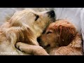 💖Sleep Soundly, Puppies🐶 Music to Ease Separation Anxiety🎵Dog Piano Music