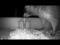 July 14,2024 My bird food attracted a raccoon!#bird#raccoon#animals #nature