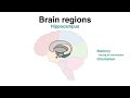 Overview of Brain regions (Anatomy & Function)