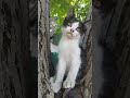 Птицы не дают покоя коту!#shorts#cat